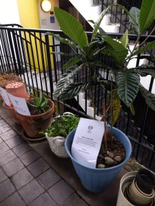 plant-prohibition-notices-golden-lane-estate