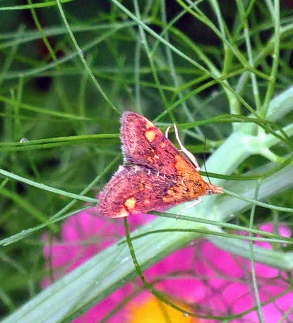 colourful-moth