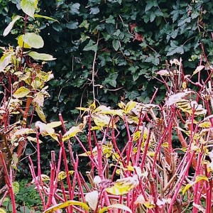 Foliage-winnall-moors-winchester